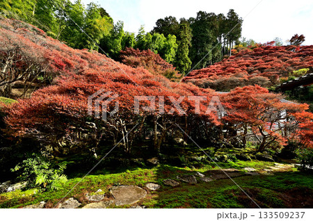 大龍寺　庭園 133509237