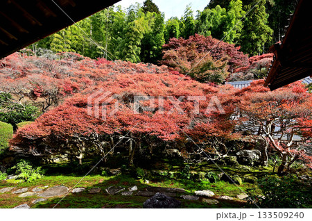 大龍寺　庭園 133509240