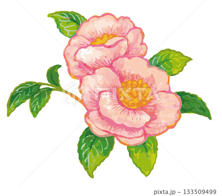 サザンカのスケッチ素材。ベクターイラスト素材。 133509499