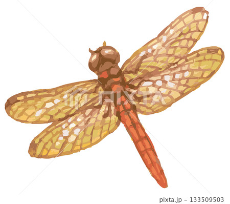 トンボのスケッチ素材。ベクターイラスト素材。 133509503