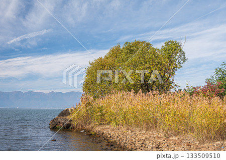 秋の琵琶湖畔風景　滋賀県近江八幡市 133509510