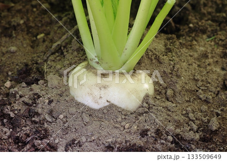 豊かな土壌で育まれた中カブの瑞々しい根元 豊かな土壌で育まれた中カブの瑞々しい根元 133509649