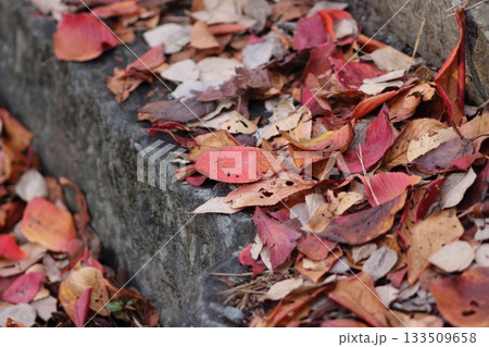 晩秋の日本で見られる紅葉と落ち葉の絶景 晩秋の日本で見られる紅葉と落ち葉の絶景 133509658
