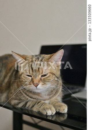 在宅勤務と猫のいる日常ー猫とリモートワーク、心の余白 133509660