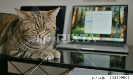 在宅勤務と猫のいる日常ー猫とリモートワーク、心の余白 在宅勤務と猫のいる日常ー猫とリモートワーク、心の余白 133509661