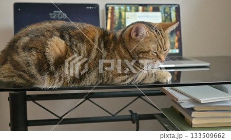 在宅勤務と猫のいる日常ー猫とリモートワーク、心の余白 在宅勤務と猫のいる日常ー猫とリモートワーク、心の余白 133509662