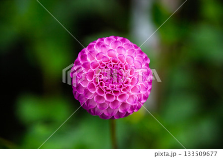 Macro Close-up of Pink Pompon Dahlia Flower Head 133509677