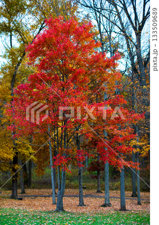 Single Red Maple Tree in Autumn Forest with Vertical Trunks Single Red Maple Tree in Autumn Forest with Vertical Trunks 133509689