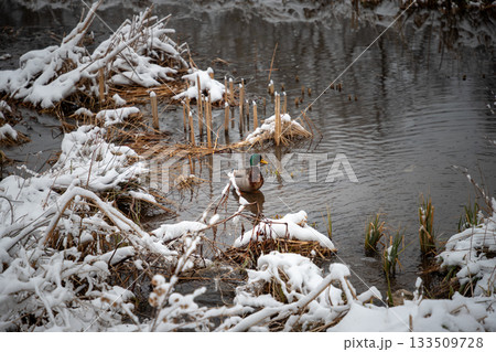 Mallard Duck Swimming in Icy Winter Pond Mallard Duck Swimming in Icy Winter Pond 133509728