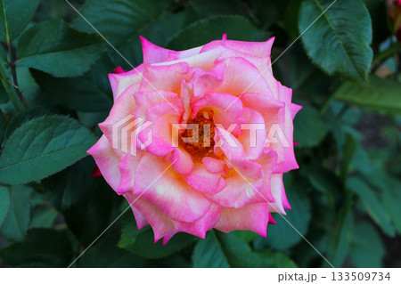Bright Pink and Yellow Bi-color Rose Flower Bright Pink and Yellow Bi-color Rose Flower 133509734