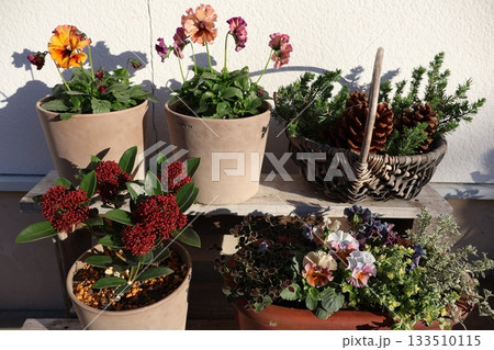 玄関前の花の寄せ鉢 133510115