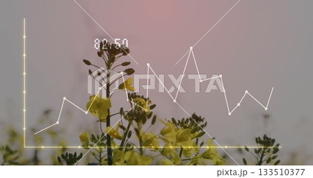 Displaying yellow flowering plants in field at dawn featuring white line graph overlay label 82 Displaying yellow flowering plants in field at dawn featuring white line graph overlay label 82 133510377