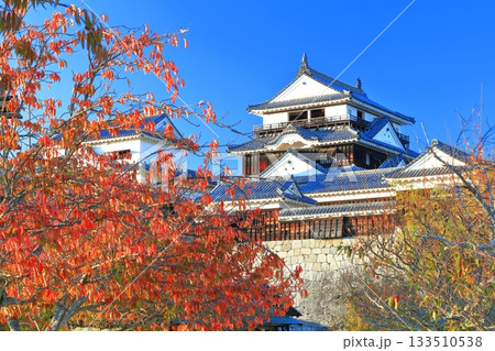【愛媛県】紅葉の松山城天守閣 133510538