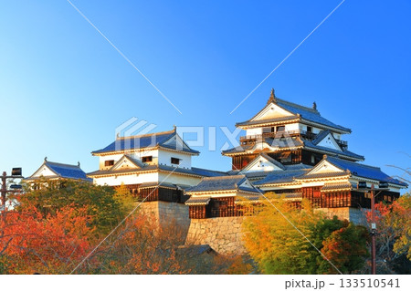 【愛媛県】夕日を浴びる松山城と紅葉 133510541