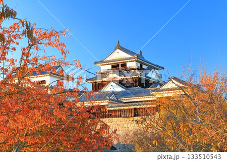 【愛媛県】夕日を浴びる松山城と紅葉 133510543
