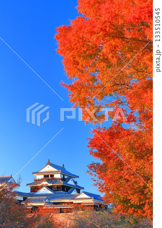【愛媛県】夕日を浴びる松山城と紅葉 【愛媛県】夕日を浴びる松山城と紅葉 133510545