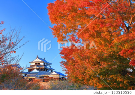 【愛媛県】夕日を浴びる松山城と紅葉 133510550