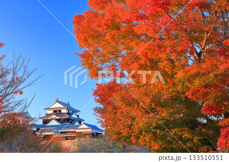 【愛媛県】夕日を浴びる松山城と紅葉 133510551