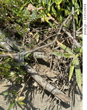 アオダイショウらしき河原の蛇 アオダイショウらしき河原の蛇 133510978