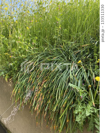 水路の脇に生えた雑草 133511330