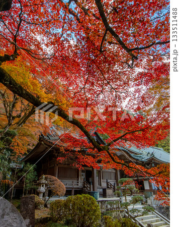 大雄山最乗寺の紅葉 133511488