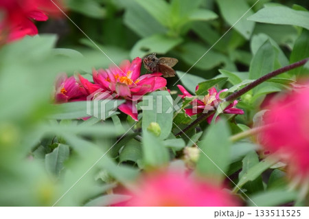 京都府立植物園 京都府立植物園 133511525
