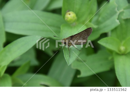 京都府立植物園 133511562