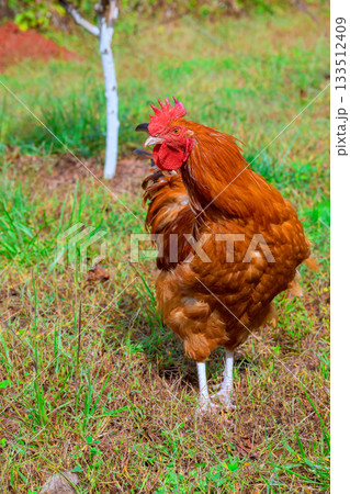 Brown chicken rooster explores grassy area on by nature few trees. Brown chicken rooster explores grassy area on by nature few trees. 133512409