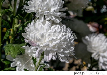 大菊 厚物の白いキク造形美【背景素材】 大菊 厚物の白いキク造形美【背景素材】 133513168