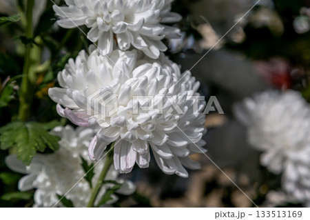 大菊 厚物の白いキク造形美【背景素材】 133513169