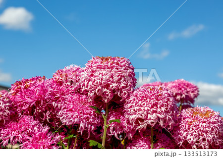 青空を背にした紅色菊【背景素材】 青空を背にした紅色菊【背景素材】 133513173