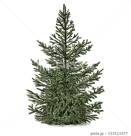 Hand drawn green spruce tree. Vector illustration. 133513377
