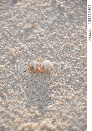 モルディブのヤドカリカップル 133513408