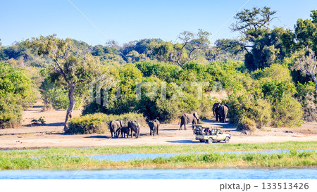 Elephant safari 133513426