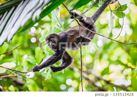Howler monkey Howler monkey 133513428