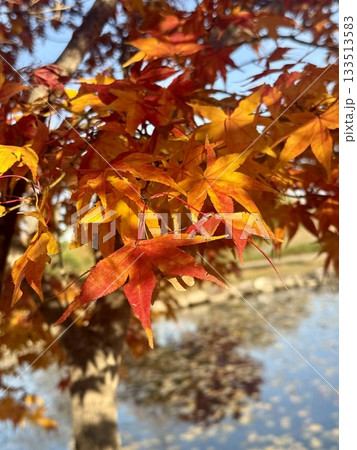 水面に柔らかに映る光と紅葉の秋景色 水面に柔らかに映る光と紅葉の秋景色 133513583