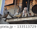 インドの猿 インドの猿 133513729