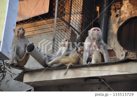 インドの猿 インドの猿 133513729