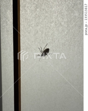 障子に張り付いているカメムシらしき虫 133513817