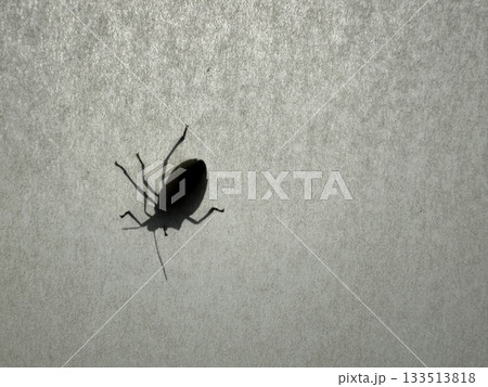 障子に張り付いているカメムシらしき虫 障子に張り付いているカメムシらしき虫 133513818