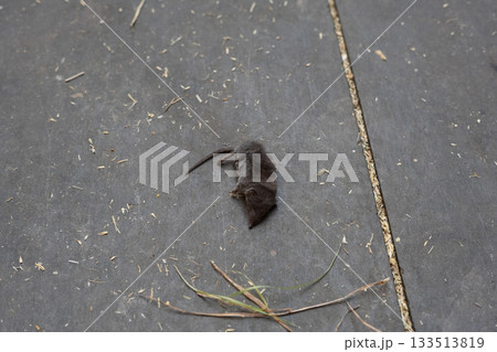 障子に張り付いているカメムシらしき虫 障子に張り付いているカメムシらしき虫 133513819