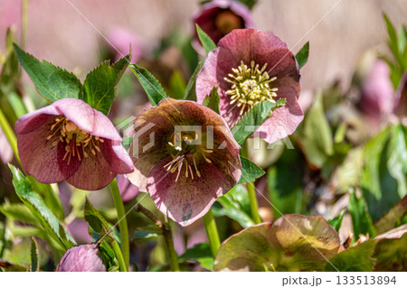 クリスマスローズ 133513894