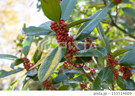 タラヨウの実 タラヨウの実 133514609