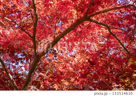 モミジの紅葉 モミジの紅葉 133514610