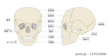正面と横から見た頭蓋骨の解剖学的な構造図（教育、医療用途向け 日本
