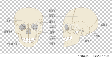 顱骨正面和側面的解剖結構（用於教學和醫學用途） 133514696