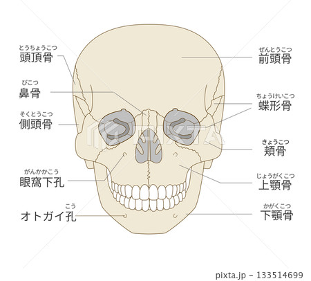 アトラス頭蓋骨学　医療書　整形外科　医学　骨学　クラニオロジー　医学書　解剖学 解剖学カラーアトラス 第9版
