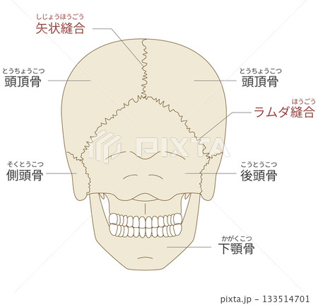 後ろから見た頭蓋骨の解剖学的な構造図（教育、医療用途向け 日本語解説） 133514701