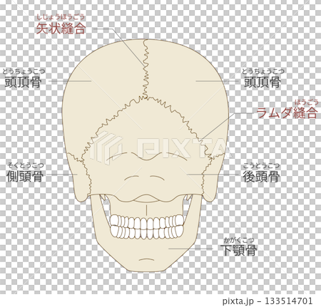 Anatomical structure of the skull from behind (for educational and medical use) 133514701