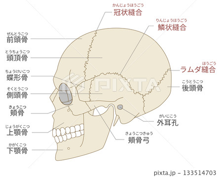 横から見た頭蓋骨の解剖学的な構造図（教育、医療用途向け 日本語解説